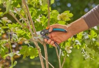 Gardena vrtne škare PremiumCut